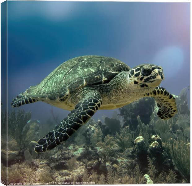 Turtle swimming Canvas Print by James Kenning