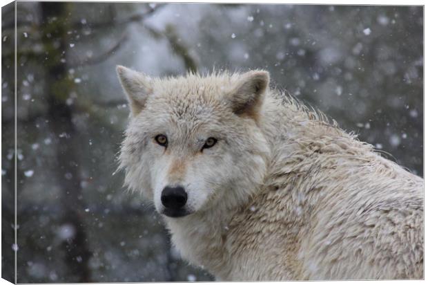 Yellowstone wolf in the snow Canvas Print by Stephen Wright