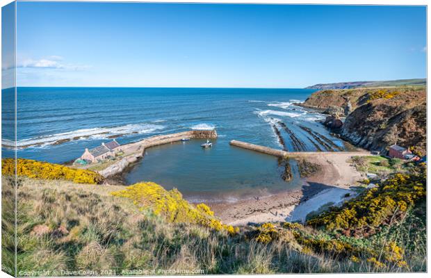 View of Cove Harbour on a clear sunny day at high tide Canvas Print by Dave Collins