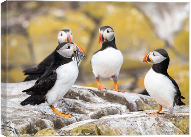 Puffins on the ground on Inner Farne Lsland in the Farne Islands, Northumberland, England Canvas Print by Dave Collins