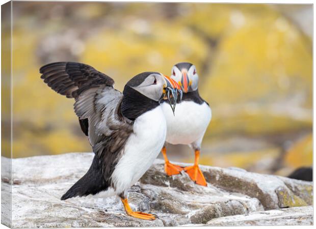 Puffin with fish on the ground on Inner Farne Island in the Farne Islands, Northumberland, England Canvas Print by Dave Collins
