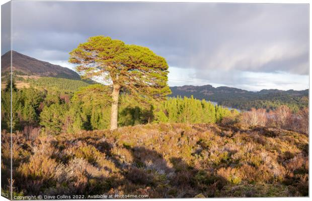 Large tree in evening sunlight at the Glen Affric view point, Highlands, Scotland Canvas Print by Dave Collins