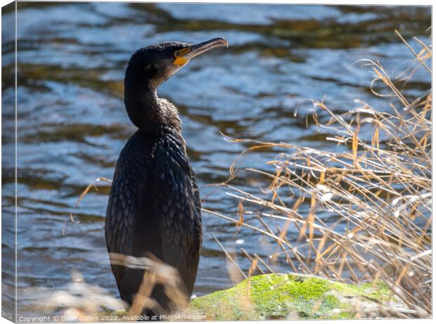 Young cormorant on the bank of the river Teviot in Scotland Canvas Print by Dave Collins
