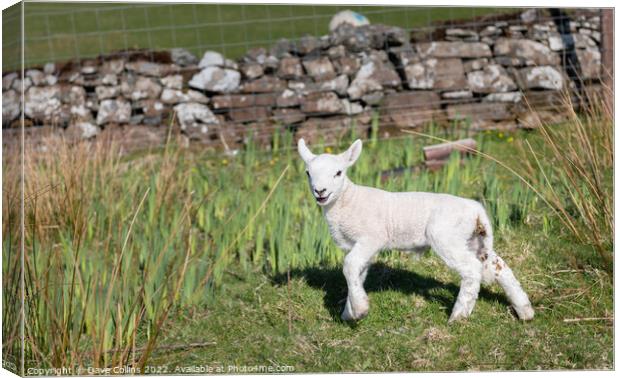 A young Lamb looking at the camera Canvas Print by Dave Collins