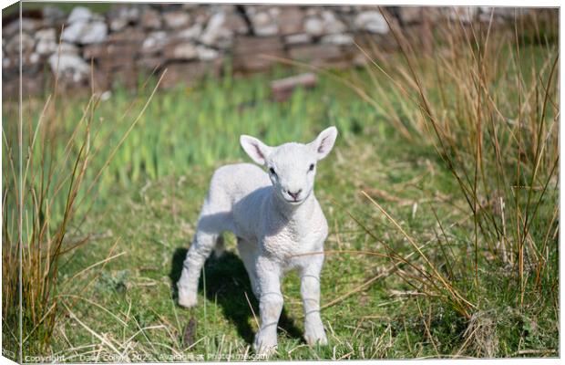 A young Lamb looking at the camera Canvas Print by Dave Collins