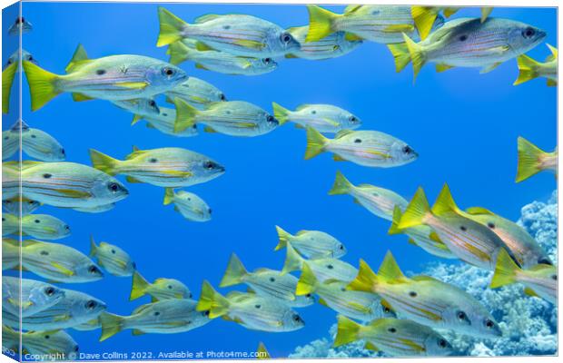 One Spot Snappers in the Red Sea Egypt Canvas Print by Dave Collins