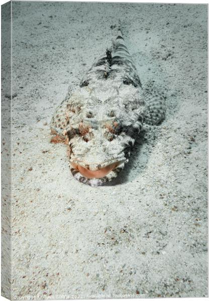 Carpet Flathead (Crocodile fish) in the Red Sea, Egypt Canvas Print by Dave Collins