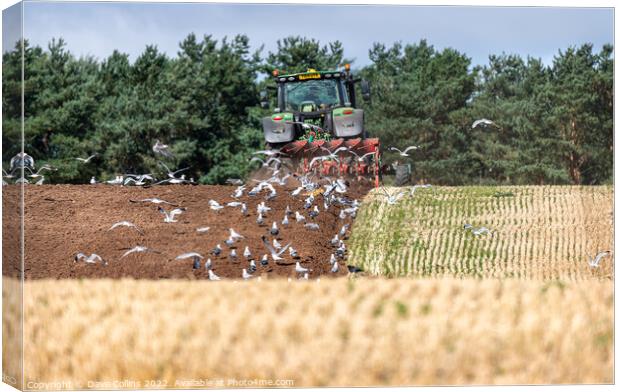 Gulls following the plough Canvas Print by Dave Collins