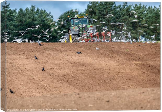 Gulls following a tractor ploughing, Scotland, United Kingdom Canvas Print by Dave Collins
