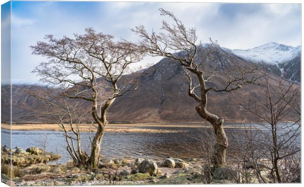 Gnarled Trees on the west bank of Loch Etive in the Highlands, Scotland Canvas Print by Dave Collins