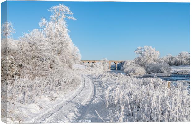 Roxburgh Viaduct over the river teviot in snow in  Canvas Print by Dave Collins