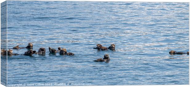 Bevy (group) of Sea Otters on the surface in Prince William Sound, Alaska, USA Canvas Print by Dave Collins