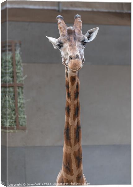 Giraffe portrait inside a shed at Edinburgh Zoo, Edinburgh, Scotland Canvas Print by Dave Collins