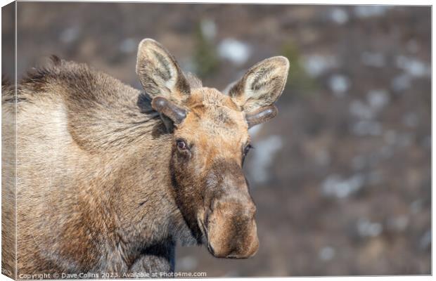 Alaska moose on the Savage River Trail in Denali National Park, Alaska, USA Canvas Print by Dave Collins