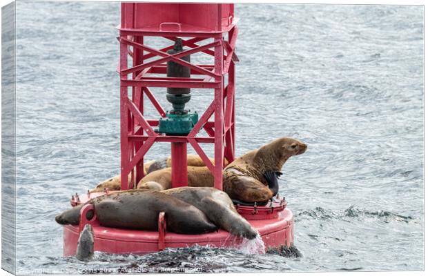 Steller Sea lions resting and calling on a Shipping Light Buoy in Sitka, Alaska, USA Canvas Print by Dave Collins