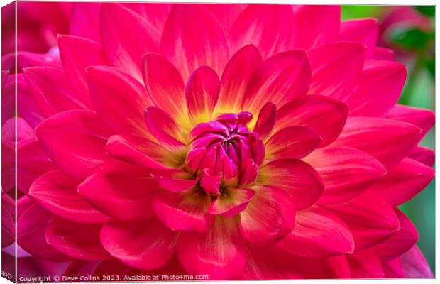 Vibrant pink Waterlily dahlia in bloom Canvas Print by Dave Collins