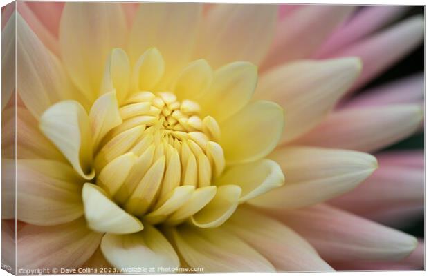 Cactus or Semi-Cactus Yellow and pink Dahlia Canvas Print by Dave Collins