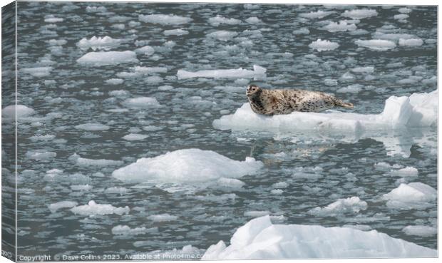 Harbour Seal on a growler (small iceberg) in an ice flow in College Fjord, Alaska, USA Canvas Print by Dave Collins