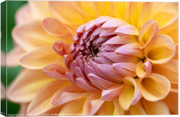 Pink and Orange Cactus dahlia Flower in bloom Canvas Print by Dave Collins