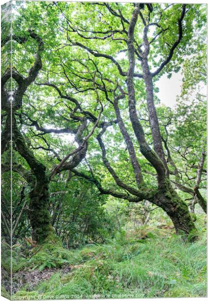 Trees and undergrowth in Glenborrodale Nature Reserve, in Scotland Canvas Print by Dave Collins