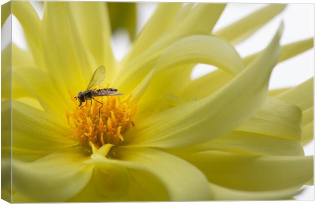 Hover fly on a yellow dahlia Canvas Print by Dave Collins