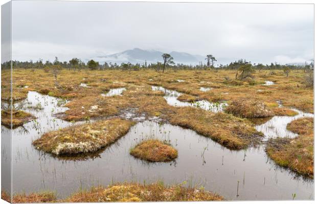 The Petersburg muskeg (Peat Bog) with clouds skirting the mountains behind, Alaska, USA Canvas Print by Dave Collins