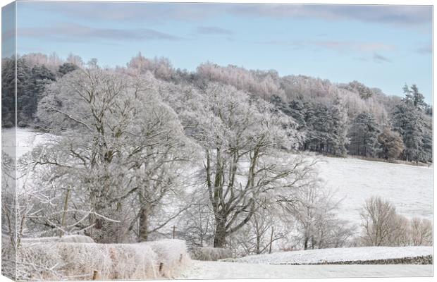 Snow Covered trees and fields in the Scottish Borders Canvas Print by Dave Collins