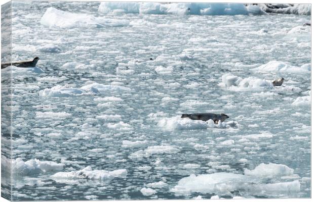 Harbour Seals on an ice flow in its natural environment, College Fjord, Alaska, USA Canvas Print by Dave Collins