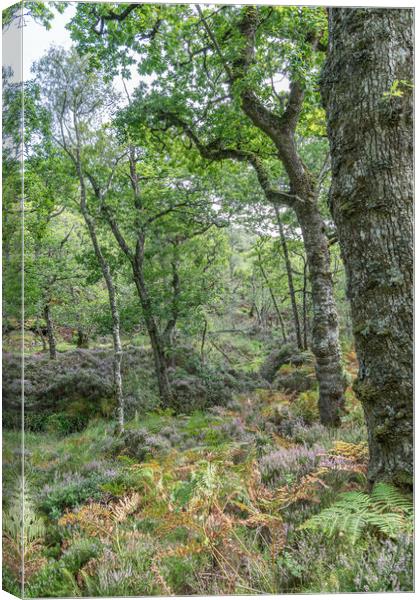 Trees and undergrowth in Glenborrodale Nature Reserve, in Scotland Canvas Print by Dave Collins