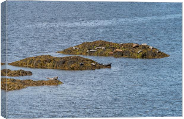 Grey Seals resting on a rocky islands in Loch Sunart from the Garbh Eilean Wildlife Viewing hide Canvas Print by Dave Collins