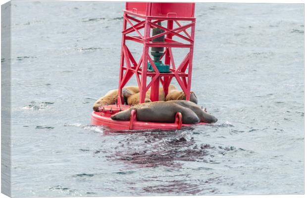 Steller Sea lions resting on a Shipping Light Buoy in Sitka, Alaska, USA Canvas Print by Dave Collins