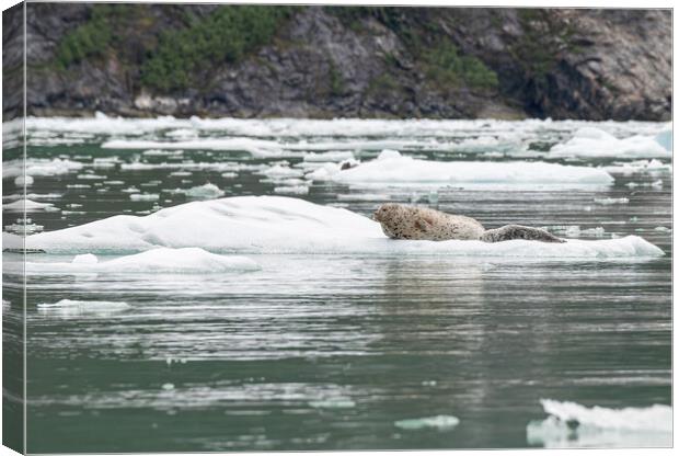 Harbour Seal on a growler (small iceberg) in an ice flow, Alaska, USA Canvas Print by Dave Collins