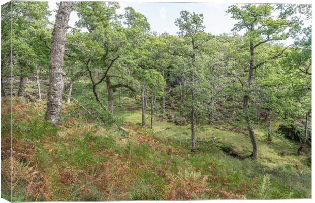 Glenborrodale Nature Reserve, Argyll and Bute, Scotland Canvas Print by Dave Collins