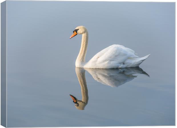 Serene Swan Canvas Print by Dave Collins