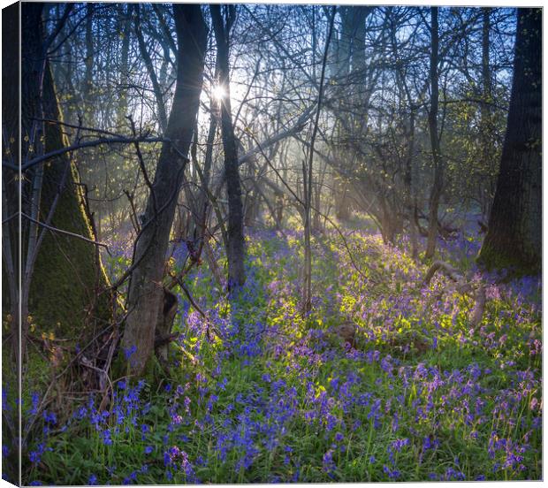 Sunrise in a Bluebell Wood, England Canvas Print by Dave Collins