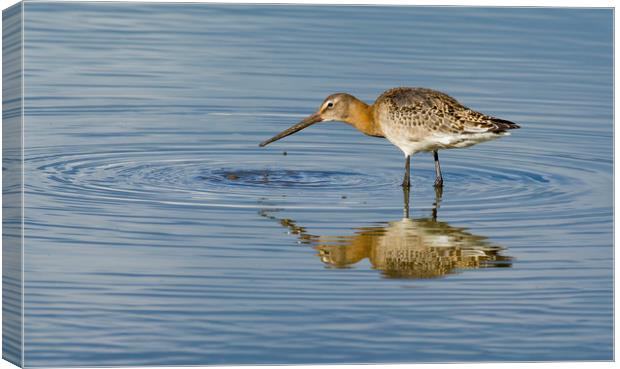 Black Tailed Godwit Canvas Print by Dave Collins