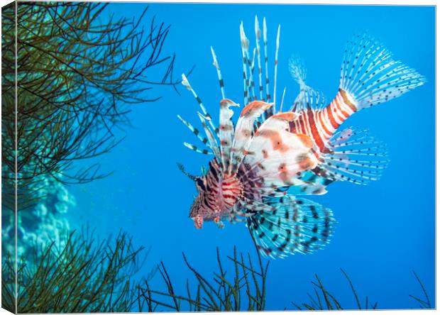 Lionfish, Red Sea, Egypt Canvas Print by Dave Collins