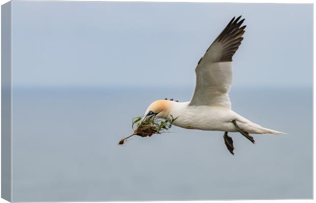 Gannet in Flight with Nesting Material Canvas Print by Dave Collins