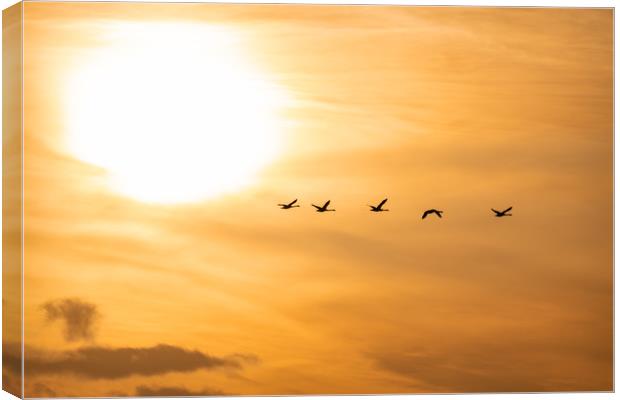 Flying Swan Silhouettes at Sunrise Canvas Print by Dave Collins