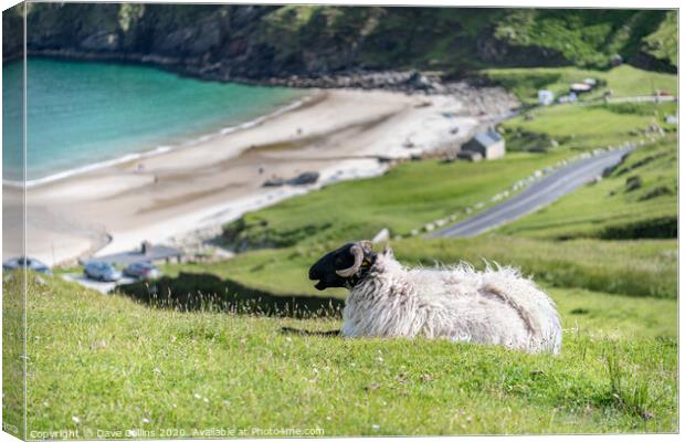 A sheep overlooking Keem Bay, Achill Island, Co Ma Canvas Print by Dave Collins