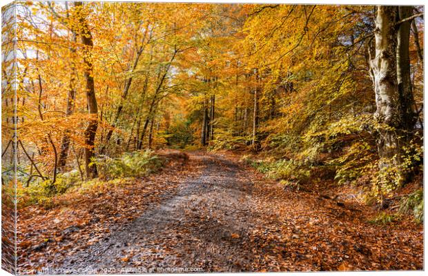 Woodland Muddy Footpath in Autumn Canvas Print by Dave Collins
