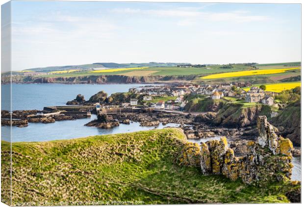 St Abbs, Scottish Borders, Scotland Canvas Print by Dave Collins