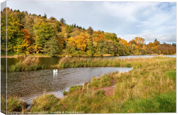 Hen Poo, Lake, Duns, Scotland Canvas Print by Dave Collins