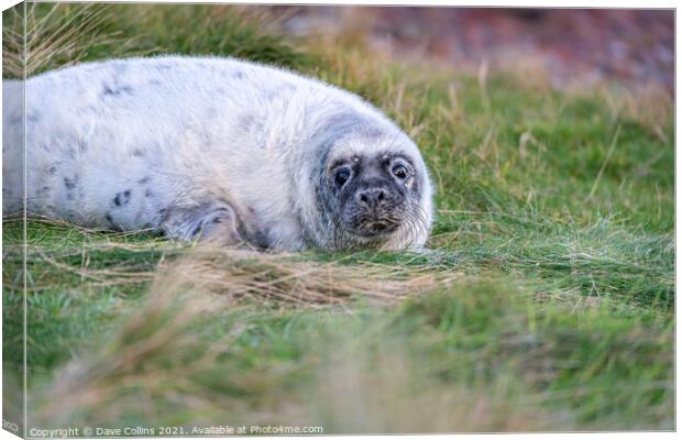 Young Seal resting on a grass beach at St Abbs Head, Scotland Canvas Print by Dave Collins