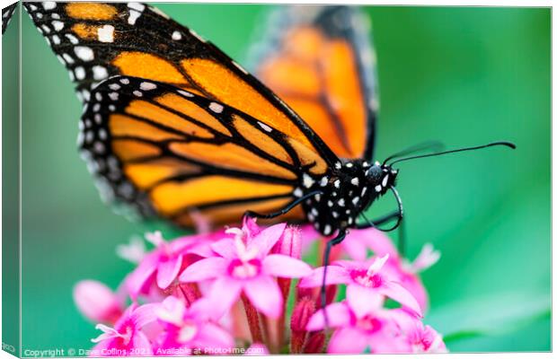 Monarch butterfly Canvas Print by Dave Collins