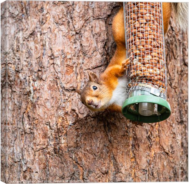 Red Squirrel on a peanut bird feeder Canvas Print by Dave Collins