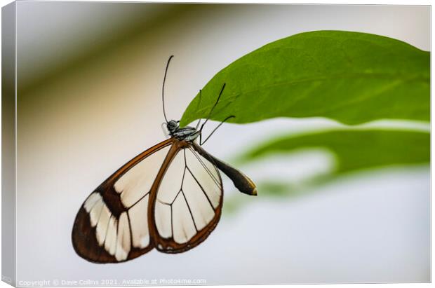 Glasswing Butterfly Canvas Print by Dave Collins