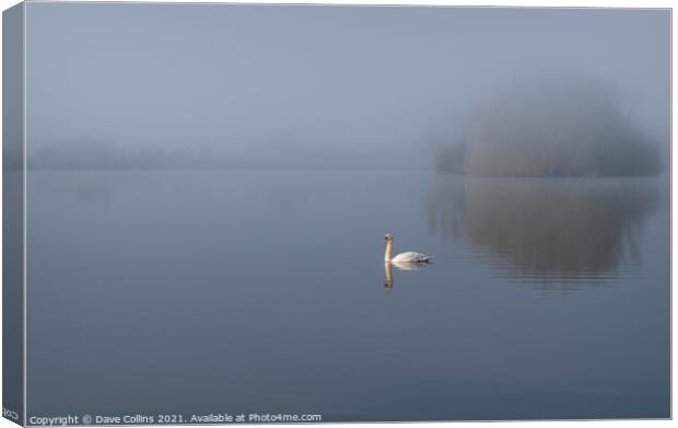 Misty Morning Swan and Lake Canvas Print by Dave Collins