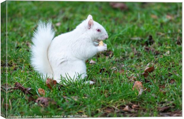 Albino Gray Squirrel / Albino Grey Squirrel Canvas Print by Dave Collins
