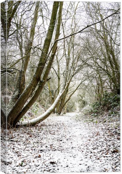 Snow Covered Footpath, Scottish Borders, United Kingdom Canvas Print by Dave Collins